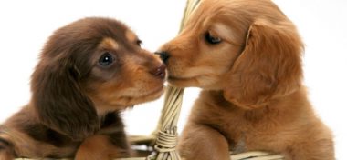 A Quick Guide to Miniature Dachshund Puppies