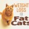 Weight Loss For Cats