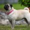 Pug Dog Information For Potential Pug Owners