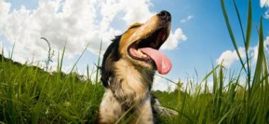 Tips For Avoiding Dog Heatstroke This Summer
